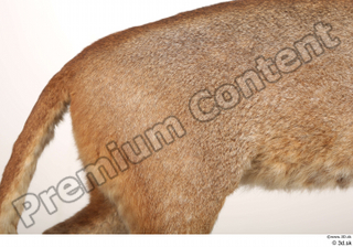 Asian golden cat Catopuma Temminckii back body fur 0002.jpg